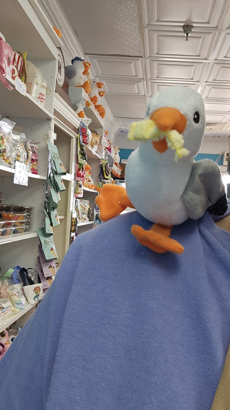 Sunny the Seagull Shoulder Magnet